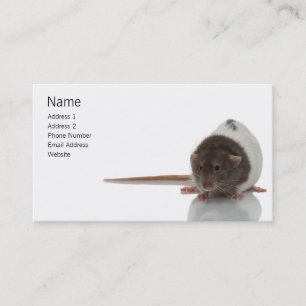 Pet Rat Profile Card