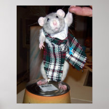 Pet Rat Ruby Poster - Kilt