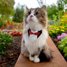 Pet ring bearer tuxedo bow tie red black white
