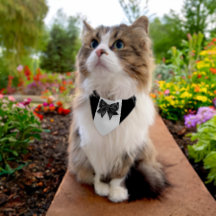 Pet ring bearer wedding day formal tuxedo