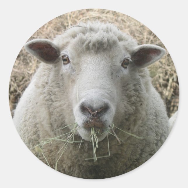 Pet Sheep Sticker (Front)