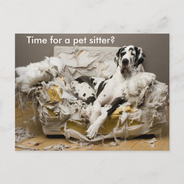 Pet Sitter Great Dane on Chewed Sofa Postcard (Front)