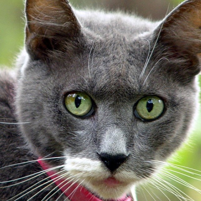 Pet Sitting Business Card (Pet sitting )