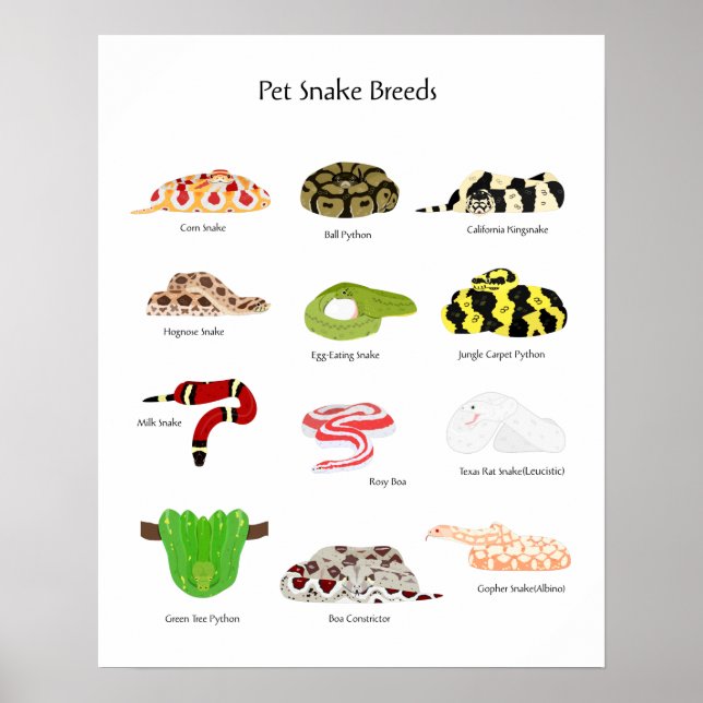 pet snake breeds poster (Front)
