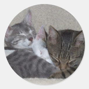 Pet Stickers
