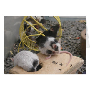 Pet Store Critters