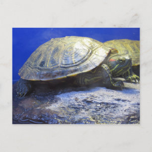 Pet Store Turtle Postcard