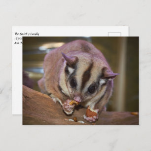Pet Sugar Glider Eating Worms Postcard