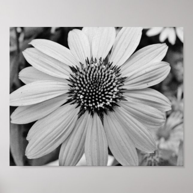 Petal Flower 10x8 Poster (Front)