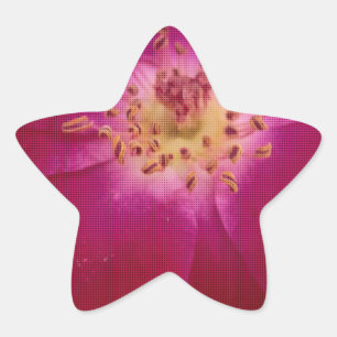Petal Perfection: Chequered Rose Petal Pattern Art Star Sticker