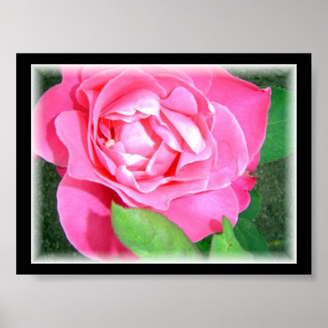 Petal Pink Rose Poster (Front)