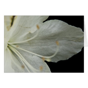 Petal Portrait Card