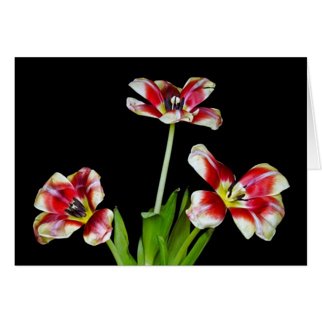 Petal Power (Front Horizontal)