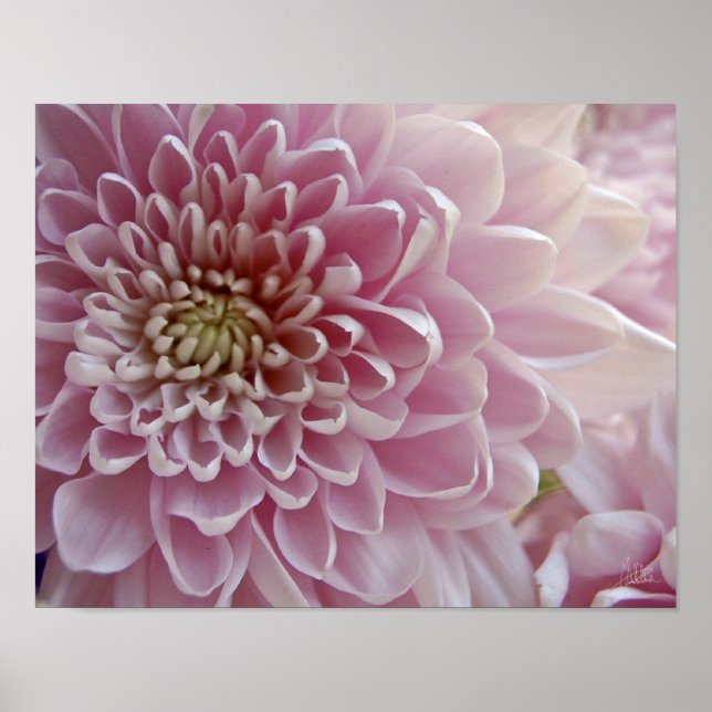 Petals #2 [Art Print] Poster (Front)