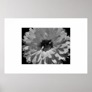 Petals in Black and White Poster