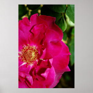 Petals of Summer Print