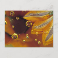 Petals on Mylar reflective surface with drops.
