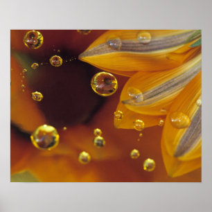 Petals on Mylar reflective surface with drops. Poster