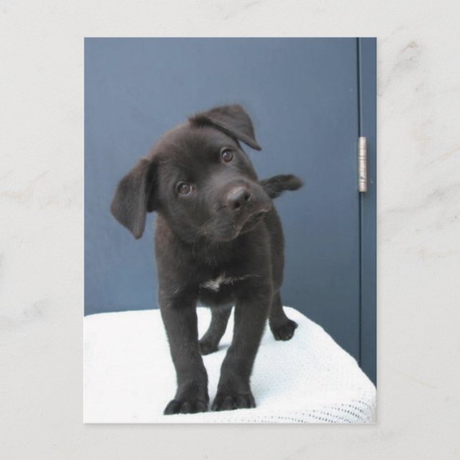 Pete Postcard (Front)