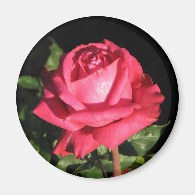 Peter Frankenfeld Hybrid Tea Rose 001 Magnet (Front)