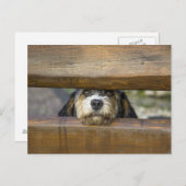 Petit Basset dog cute photo postcard (Front/Back)
