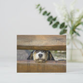 Petit Basset dog cute photo postcard (Standing Front)