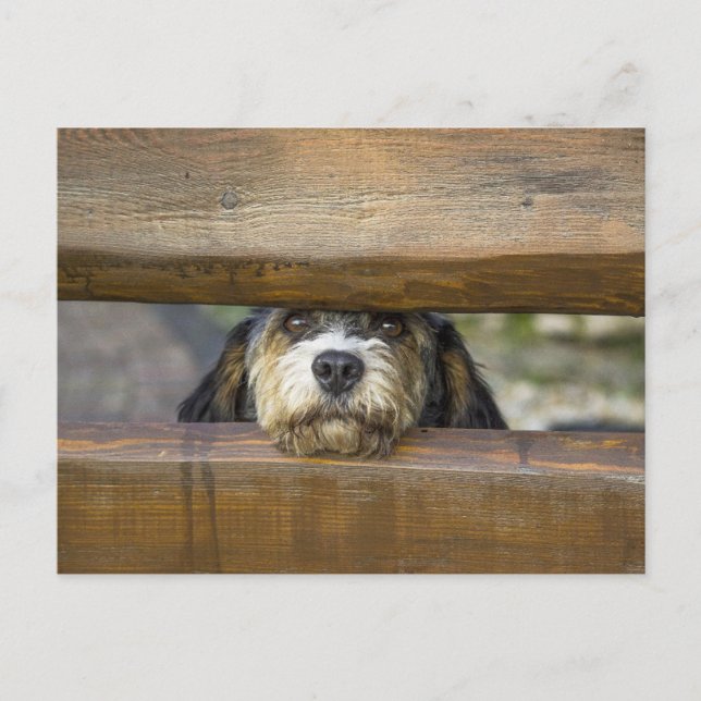 Petit Basset dog cute photo postcard (Front)