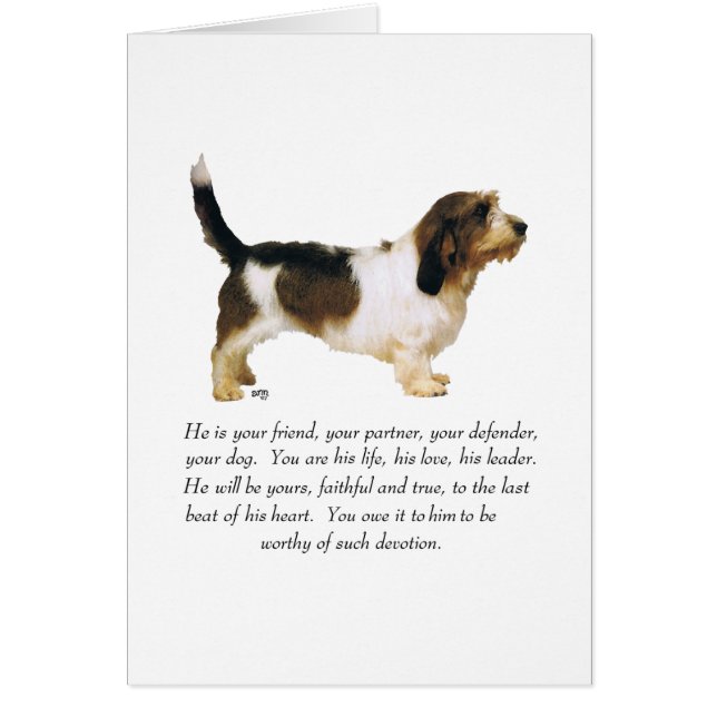 Petit Basset Griffon Vendeen Male (Front)