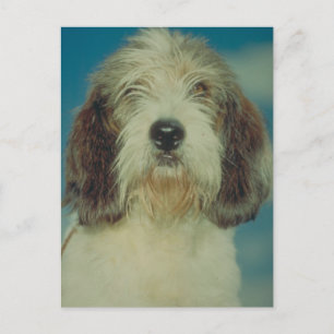 Petit Basset Griffon Vendeen Postcard