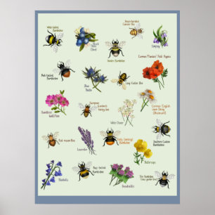 PetitArt British Bee & Wild flower Poster