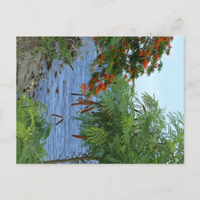 Petite Anse - Martinique, FWI Postcard (Front)