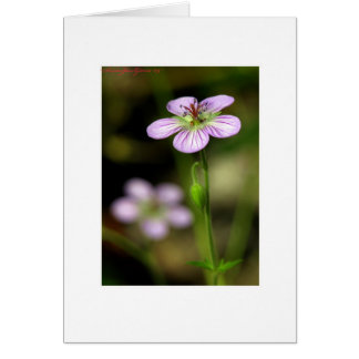 Petite purple flower