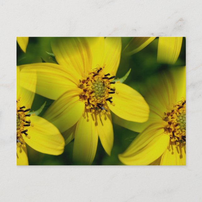Petite Sunflowers Flower Photography Postcard (Front)