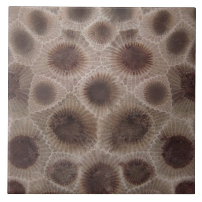 Petoskey Stone Tile (Front)