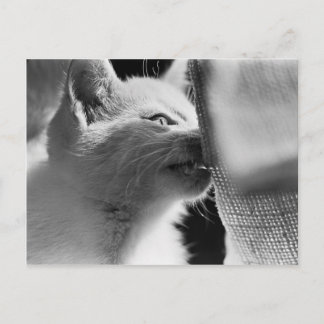 Petra Ferocious Postcard