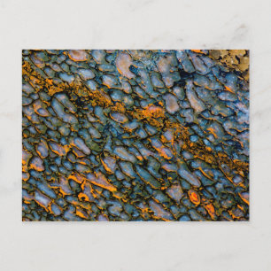 Petrified Dinosaur Bone Postcard