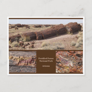 Petrified Forest, Arizona Postcard
