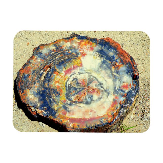 Petrified Forest National Park Magnet (Horizontal)