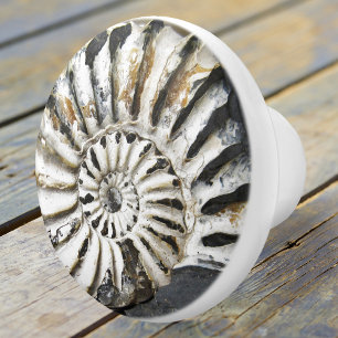 Petrified Nautical Fossil Spiral Ceramic Knob