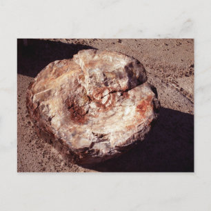 Petrified Wood Log with Shadows Arizona Photo Postcard