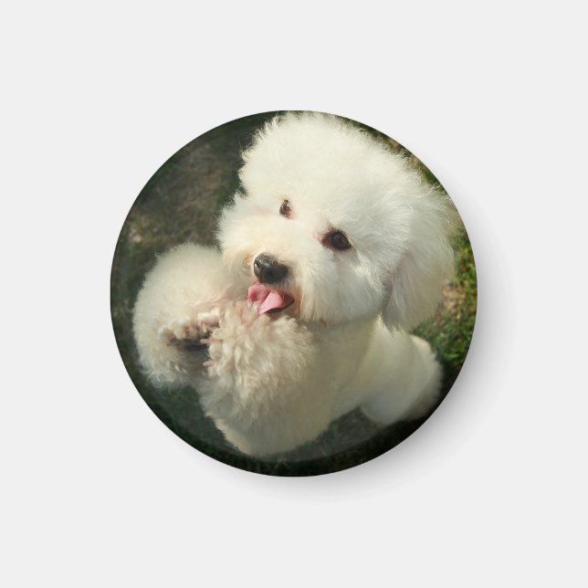 Pets, Dog, Poodle Magnet (Front)