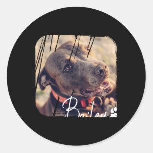 Pets Modern Simple Cool Nge Name And Photo Classic Round Sticker