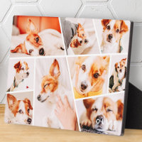 Pets Modern Simple Custom 9 Photos Collage