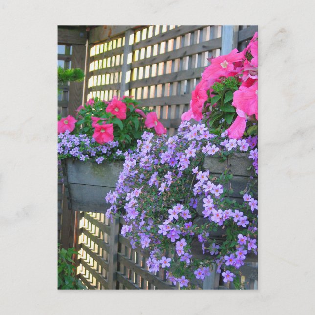 Petunia and Bacopa Postcard (Front)