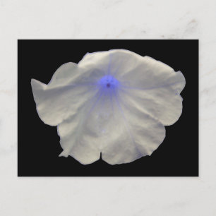 Petunia Blue Glow Postcard