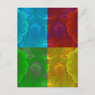Petunia Pop Postcard
