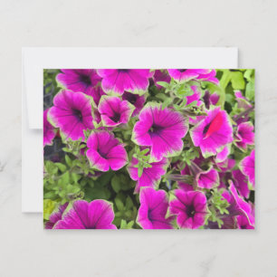 Petunia Postcard