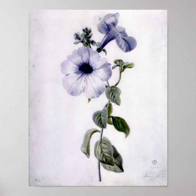 Petunia Poster (Front)