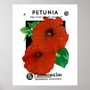 Petunia Poster