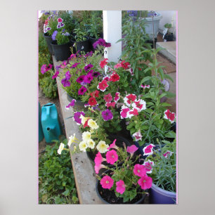 Petunia Putunias Floral Flower Garden Poster